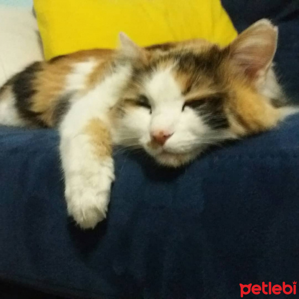 Soke, Kedi  Sütlaç fotoğrafı