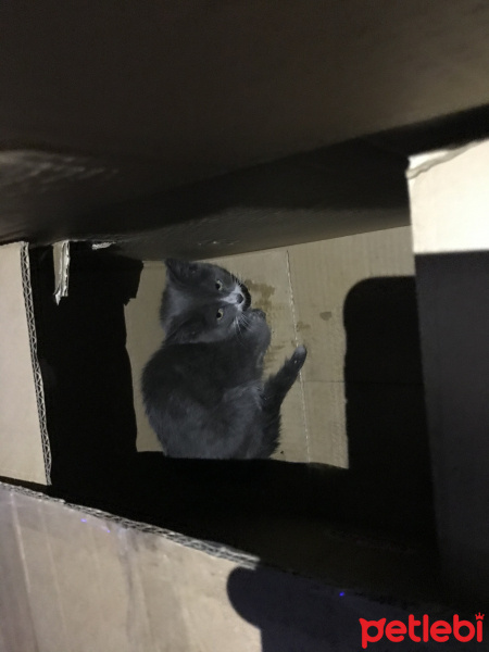 British Shorthair, Kedi  İsimsiz fotoğrafı