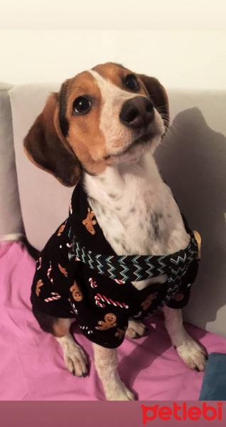 Beagle, Köpek  Ares fotoğrafı