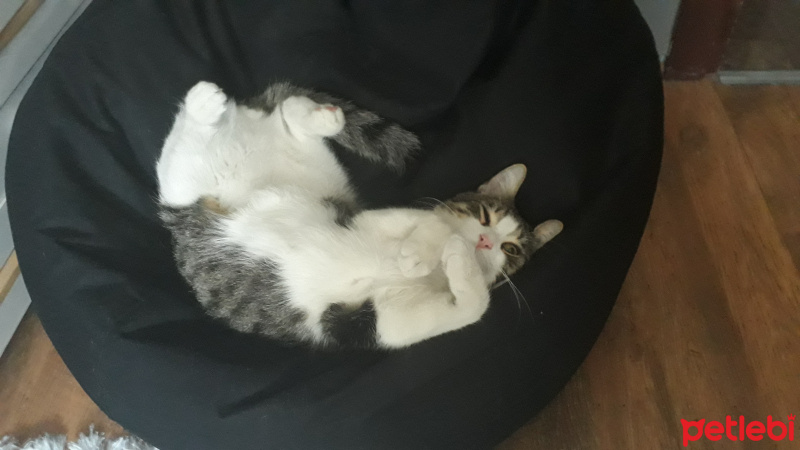 Tekir Kedi, Kedi  Dost fotoğrafı