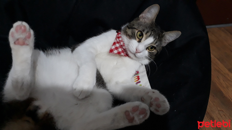 Tekir Kedi, Kedi  Dost fotoğrafı