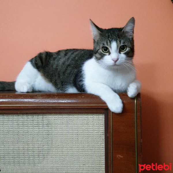 Tekir Kedi, Kedi  Dost fotoğrafı