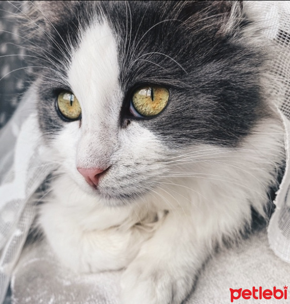 Ragdoll, Kedi  Ceku fotoğrafı