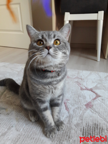 Scottish Fold, Kedi  Bulut fotoğrafı