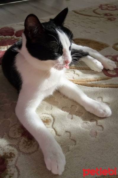 Tuxedo (Smokin) Kedi, Kedi  Pafi fotoğrafı