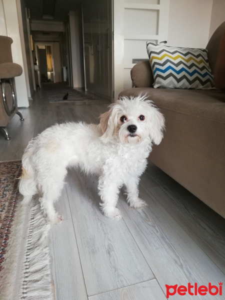 Maltese, Köpek  Tina fotoğrafı