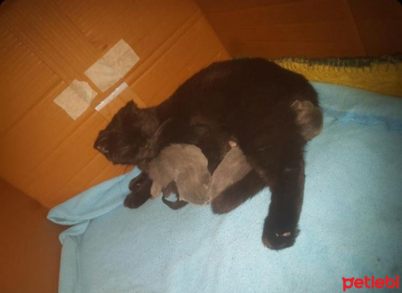 British Shorthair, Kedi  Bebek fotoğrafı