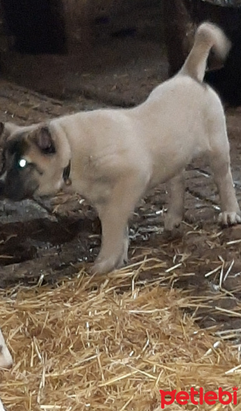 Kangal, Köpek  Maya fotoğrafı