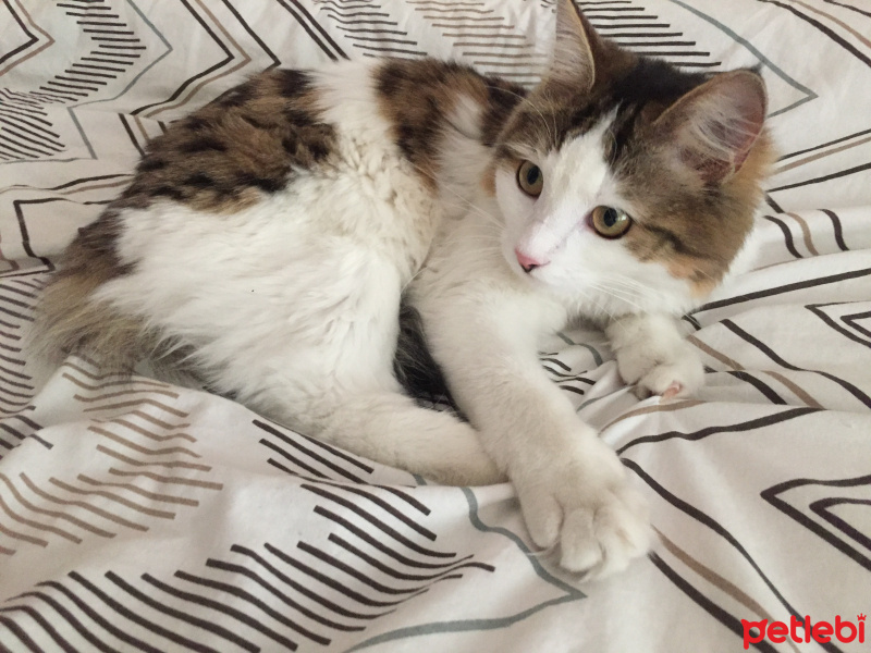 Tekir Kedi, Kedi  Eyşan fotoğrafı