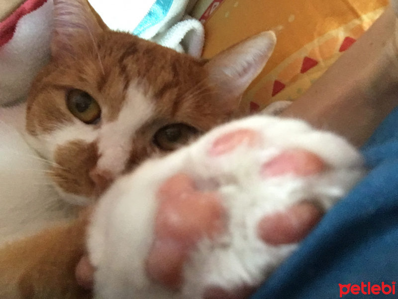 Tekir Kedi, Kedi  Leo fotoğrafı