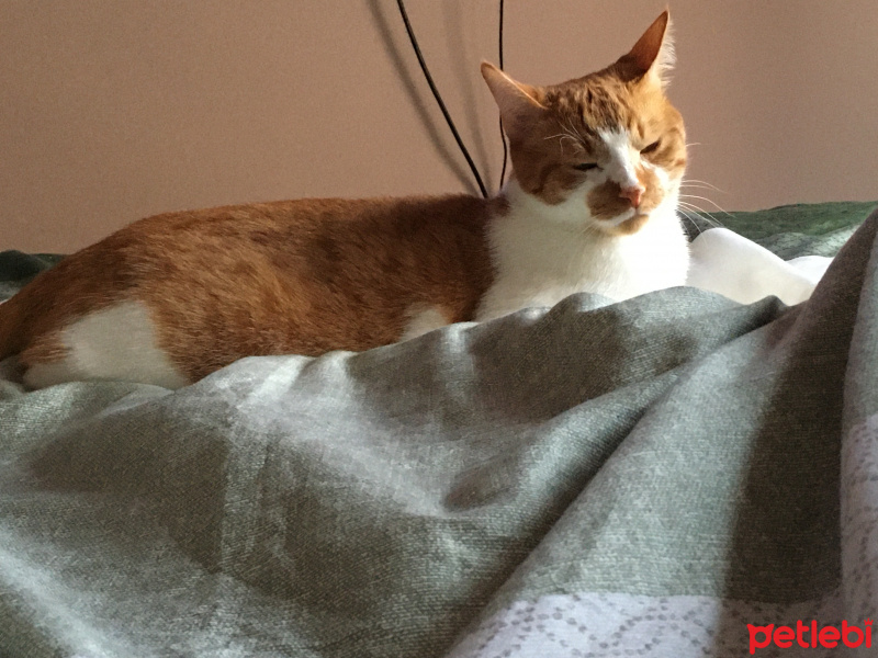 Tekir Kedi, Kedi  Leo fotoğrafı