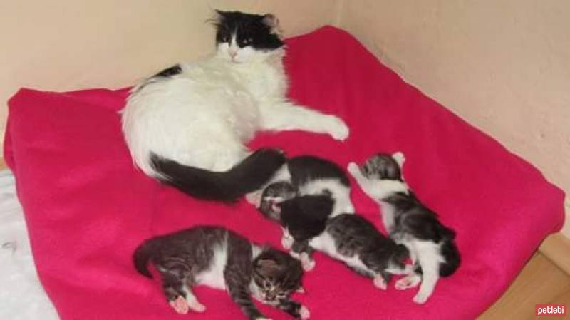 Norwegian Forest, Kedi  tosun -şımarık- kırçıl- masum fotoğrafı