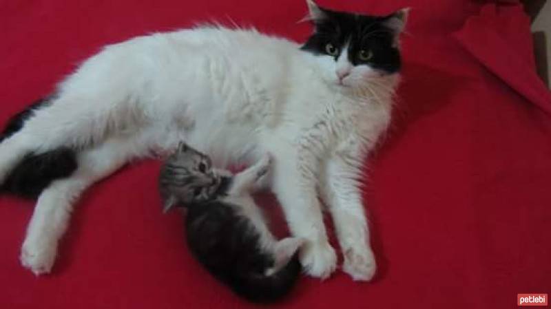 Norwegian Forest, Kedi  tosun -şımarık- kırçıl- masum fotoğrafı