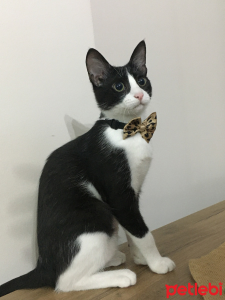 Tuxedo (Smokin) Kedi, Kedi  Mia fotoğrafı