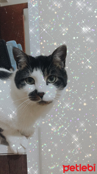 Tekir Kedi, Kedi  Marla fotoğrafı