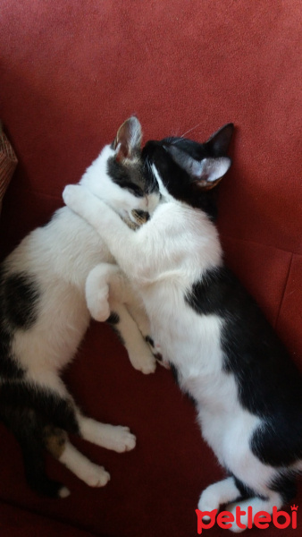 Tekir Kedi, Kedi  Çeku fotoğrafı