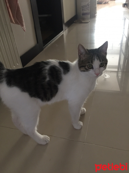 Soke, Kedi  Giovanni fotoğrafı