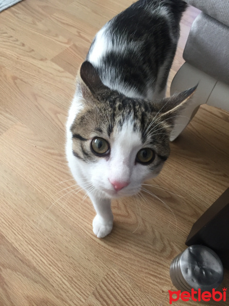 Soke, Kedi  Giovanni fotoğrafı