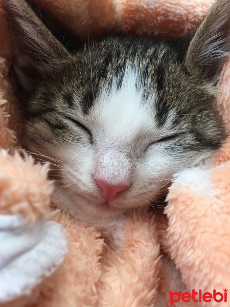 Soke, Kedi  Giovanni fotoğrafı