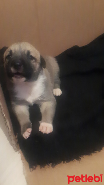 Sokö (Sokak Köpeği), Köpek  Isimleri yok fotoğrafı