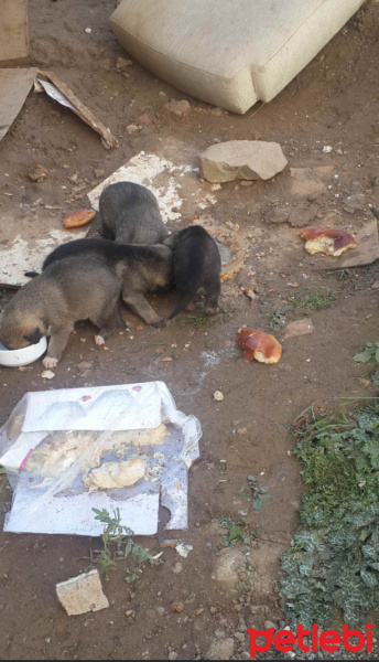Sokö (Sokak Köpeği), Köpek  Isimleri yok fotoğrafı