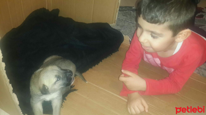 Sokö (Sokak Köpeği), Köpek  Isimleri yok fotoğrafı