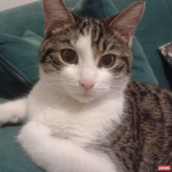 Tekir Kedi, Kedi  BIZDIK fotoğrafı