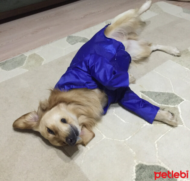 Golden Retriever, Köpek  Kodi fotoğrafı