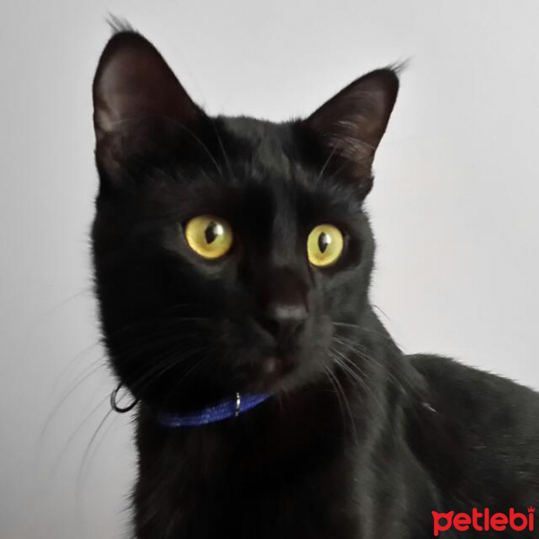 Bombay, Kedi  Fıstık fotoğrafı