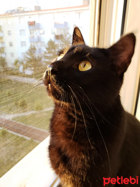 Bombay, Kedi  Fıstık fotoğrafı
