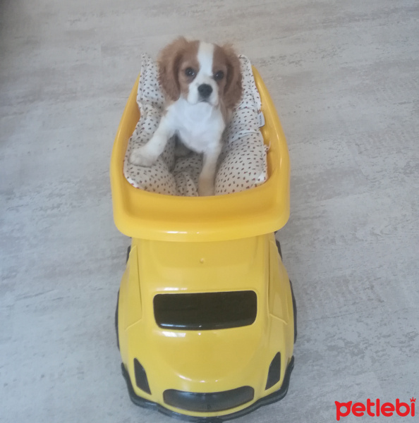 Cavalier King Charles Spanieli, Köpek  SKYE fotoğrafı