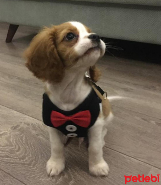Cavalier King Charles Spanieli, Köpek  SKYE fotoğrafı