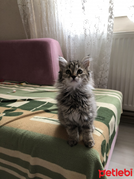 Norwegian Forest, Kedi  Shila fotoğrafı
