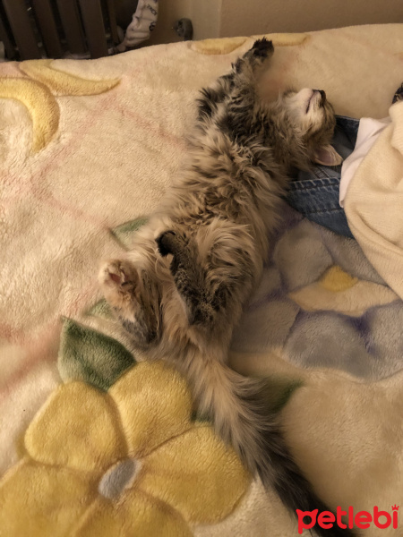 Norwegian Forest, Kedi  Shila fotoğrafı