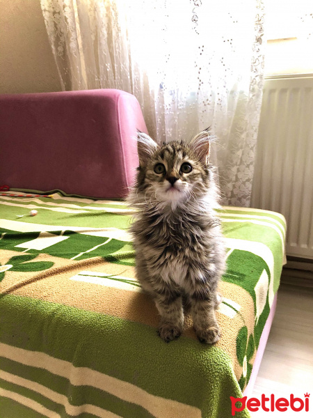 Norwegian Forest, Kedi  Shila fotoğrafı