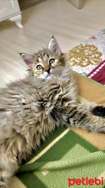 Norwegian Forest, Kedi  Shila fotoğrafı