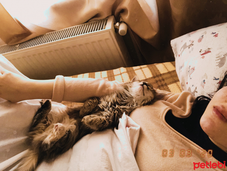 Norwegian Forest, Kedi  Shila fotoğrafı