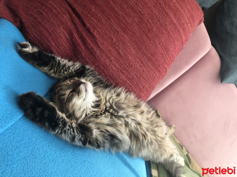 Norwegian Forest, Kedi  Shila fotoğrafı