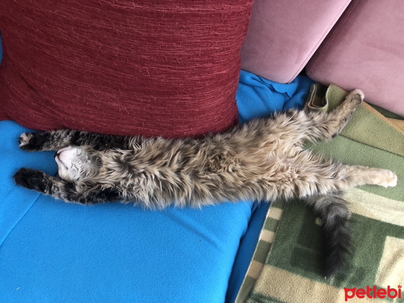 Norwegian Forest, Kedi  Shila fotoğrafı