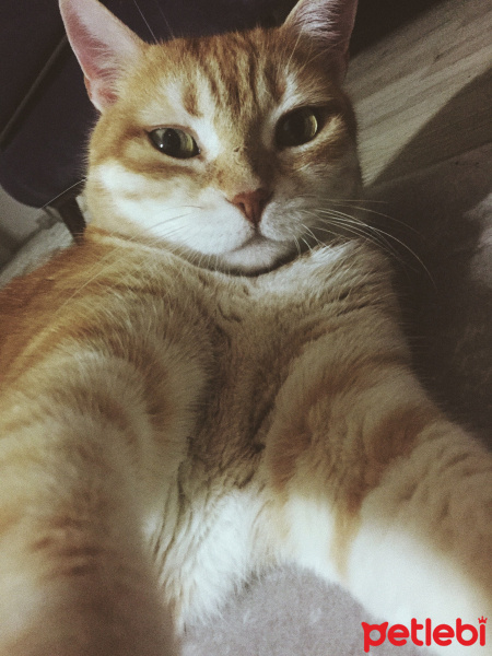 Laperm, Kedi  Salem fotoğrafı