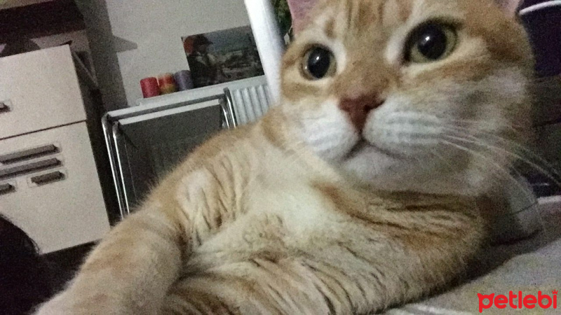 Laperm, Kedi  Salem fotoğrafı