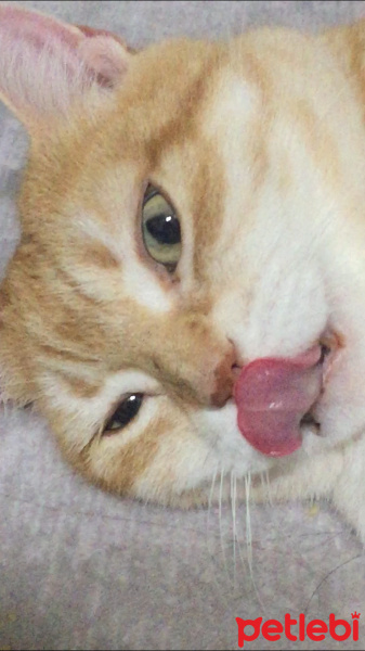 Laperm, Kedi  Salem fotoğrafı