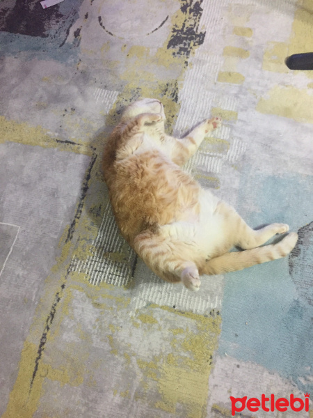 Laperm, Kedi  Salem fotoğrafı