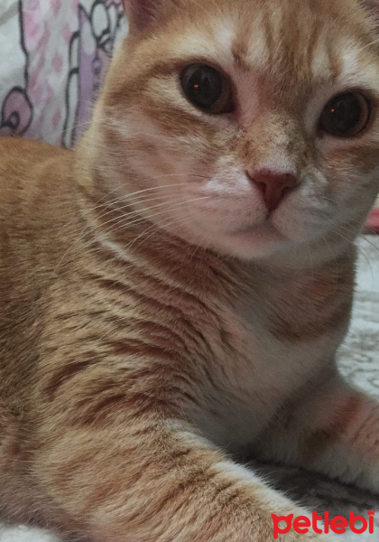 Laperm, Kedi  Salem fotoğrafı