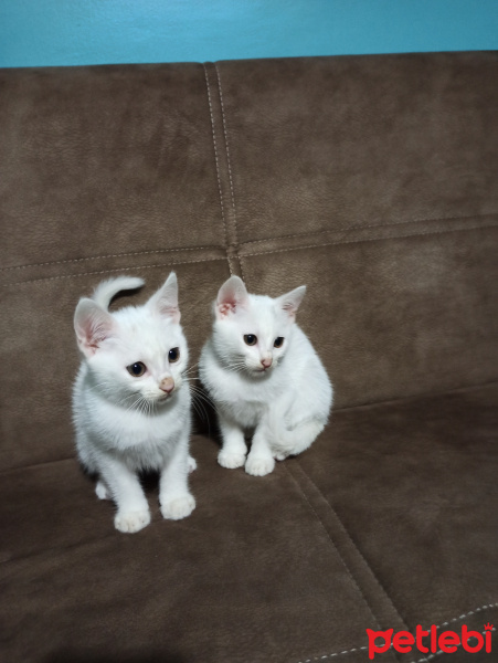 Van Kedisi, Kedi  Mars-Jüpiter fotoğrafı