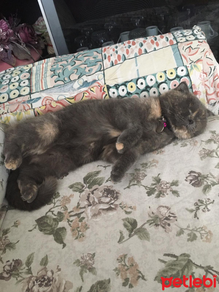 Scottish Fold, Kedi  Şila fotoğrafı