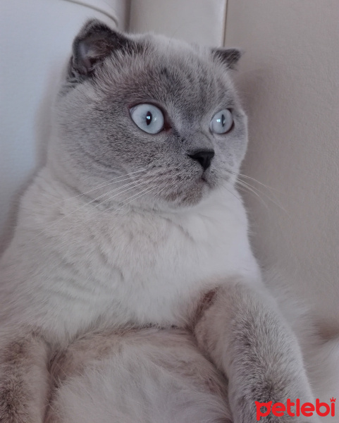 Scottish Fold, Kedi  Missi fotoğrafı