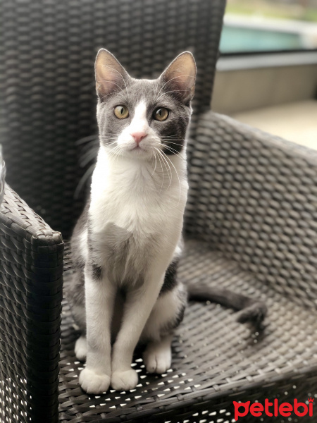 Tuxedo (Smokin) Kedi, Kedi  Juliet fotoğrafı
