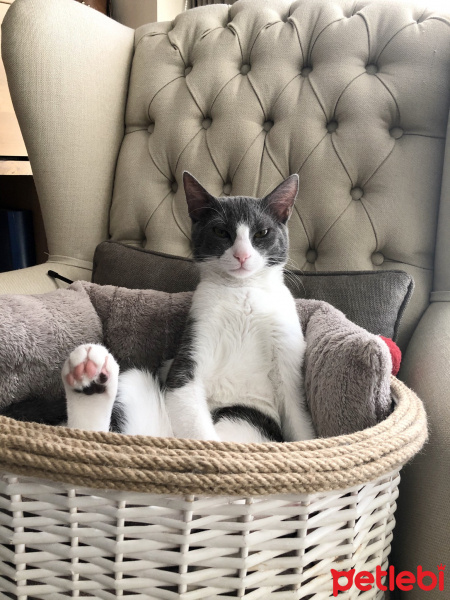 Tuxedo (Smokin) Kedi, Kedi  Juliet fotoğrafı