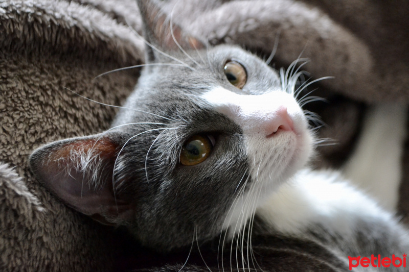 Tuxedo (Smokin) Kedi, Kedi  Juliet fotoğrafı
